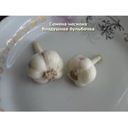 Семена чеснока фотография