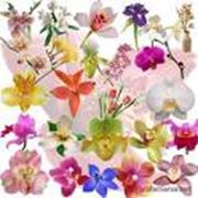 Орхидеи фото