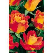 Розы флорибунда (обильноцветущие) Мазурка фото