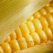 Семена кукурузы NS-101 ФАО 190 Нови Сад фото