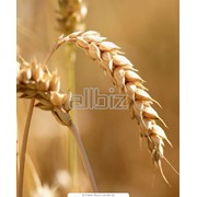 Семена пшеницы, нута, сафлора