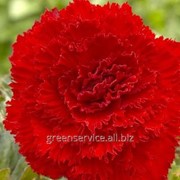 Бегония Fimbriata Red 6/+ фото