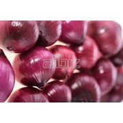 Лук репчатый фото