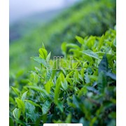 Чай зеленый органический листовой в ассортименте фото