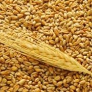 Пшеница 2,3 класс (Хмельцицкая область)