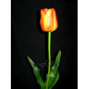 Тюльпан оранжевый фото