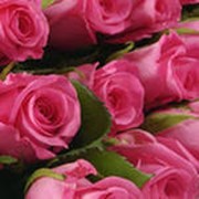 Розы розовые фото
