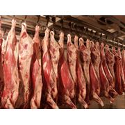 Мясо коровы свинины в полутушах фото