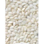 Рис круглозерный фото