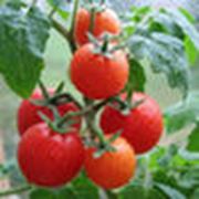 Помидоры томаты свежие фотография