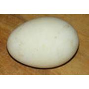 Яйца гусиные инкубационные фотография