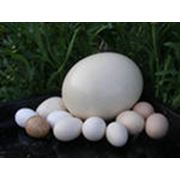 Яйца индюков инкубационные
