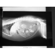 Рентгенография ветеринарная фото