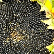 Семена подсолнечника крупноплодный сорт Лакомка фото