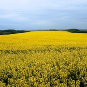 Шрот подсолнечника гранулированный фотография