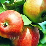 Яблоки мелкоплодные фотография