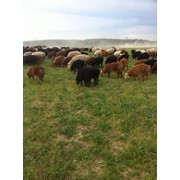 Мясо баранина, продажа овец живым весом фото