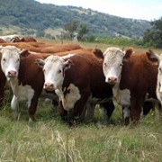 Комбикорм для крупного рогатого скота (КРС) на откорм фотография