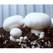 грибы(шампиньоны) фото