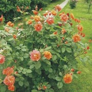 Розы, парковые розы фото