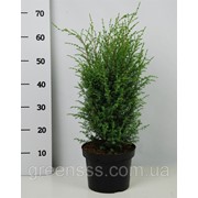 Можжевельник обыкновенный Хиберника -- Juniperus communis Hibernica фотография