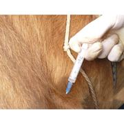 Вакцины для профилактики болезней лошадей