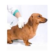 Вакцины для профилактики болезней собак фотография