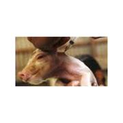 Вакцины для профилактики болезней свиней фотография