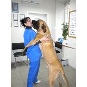 Ветеринарные препараты фото