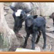 Романовская порода овец - гордость отечественного овцеводства.Овцы романовской породы имеют устойчивые племенные характеристики и отличные мясные качества. Родители имеют племенные свидетельства.