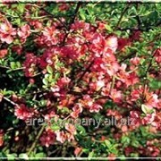 Хеномелес Chaenomeles ×superba Pink Trail Interpitra A 30 – 40 фотография
