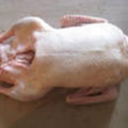 Мясо утки гуся куриное бролеров продам в украине и зарубеж. фото