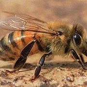 Пчёлы фото