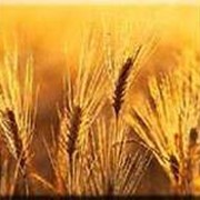 Спрос - Пшеница твердых сортов фотография