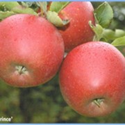 Саженцы яблони Ред джонапринц фото