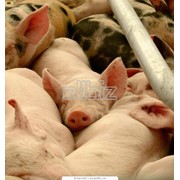 Белково-витаминно-минеральные концентраты для свиней фото