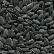 Семена подсолнечника Добрыня фото