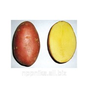 Картофель среднеспелый столовый, сорт Манифест фото