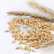 Cельскохозяйственн продукцяи фото