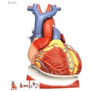 Модель сердца на диафрагме, 3-кратное увеличение, 10 частей фото