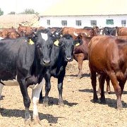 Продажа живой вес коров, бычков, свиней фото