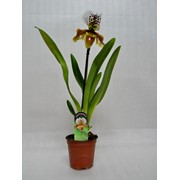 Пафиопедилум Орхидея фото