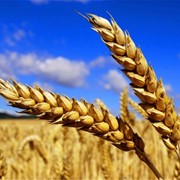 Яра пшениця Сорт Шірокко фото