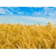 Зерно фуражное - пшеница ячмень кукуруза фотография