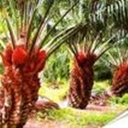 Красное пальмовое масло фото