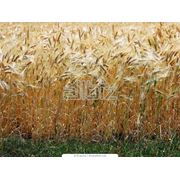 Культуры кормовые зерновые