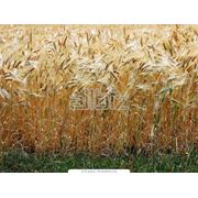 Культуры кормовые зерновые фото