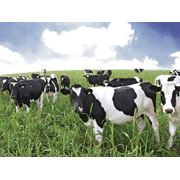 Оборудование животноводческое фото