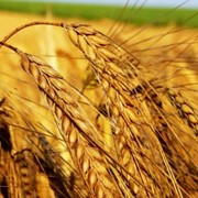 Закупка пшеницы фотография