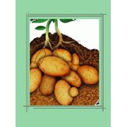 Удобрение органоминеральное «Картофельное» фото
